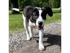 Adopt Aspen a Black - with White Mixed Breed (Medium) dog in La Crosse