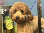 Adopt Marlow a Red/Golden/Orange/Chestnut Goldendoodle / Mixed dog in Lexington