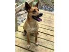 Adopt Tuck a Tan/Yellow/Fawn German Shepherd Dog / Mixed dog in Gulfport