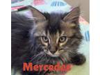 Adopt Mercedes a All Black Domestic Longhair / Domestic Shorthair / Mixed cat in