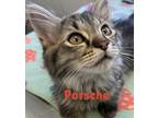 Adopt Porsche a Gray or Blue Domestic Longhair / Domestic Shorthair / Mixed cat