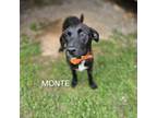Adopt Monte a Mixed Breed