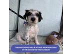 Adopt GARFIELD 11.6 POUNDS FOSTERING IN NEW JERSEY a White - with Black Terrier