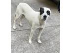 Adopt 052304 - Biff a White Labrador Retriever dog in McMinnville, TN (41458427)