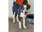 Adopt 072339 - Carl a Black Black and Tan Coonhound dog in McMinnville