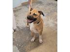 Adopt 092325 - Kona a Tan/Yellow/Fawn German Shepherd Dog dog in McMinnville