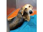 Adopt 102306 - Brody a Tan/Yellow/Fawn German Shepherd Dog dog in McMinnville