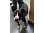 Adopt 092327 - Kennedy a Black Labrador Retriever dog in McMinnville