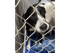 Adopt 012419 - Momma a Black Border Collie dog in McMinnville, TN (41458420)