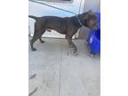 Adopt 032424 - Kane a Gray/Blue/Silver/Salt & Pepper Pit Bull Terrier dog in