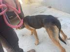 Adopt 032425 - Ellie a Tan/Yellow/Fawn Shepherd (Unknown Type) dog in