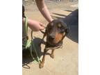 Adopt 032426 - Max a Rottweiler dog in McMinnville, TN (41458416)