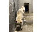 Adopt 042419 - Samson a White Husky dog in McMinnville, TN (41458405)