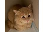 Adopt 042424 - Sunny a Orange or Red Domestic Longhair cat in McMinnville