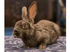 Adopt Lambert a Mini Rex / Mixed (short coat) rabbit in Scotts Valley