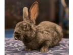 Adopt Ziggy a Mini Rex / Mixed (short coat) rabbit in Scotts Valley