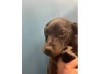 Adopt tammy 4 a Mixed Breed (Medium) / Mixed dog in WILSON, NC (41360293)