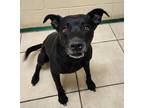 Adopt Brittany / AC 25480 a Terrier (Unknown Type, Small) / Mixed dog in