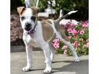 Adopt PUPPY TRAVIS a Beagle, Terrier