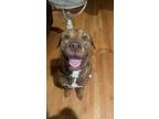 Adopt Ali a Brown/Chocolate Labrador Retriever / American Pit Bull Terrier /