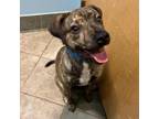 Adopt Mario a Mixed Breed