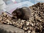 Adopt Tiana a Hamster small animal in Indianapolis, IN (36918403)