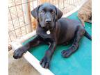 Adopt MM Bosque a Labrador Retriever / Mixed dog in Wharton, TX (41313917)