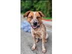 Adopt Gravy a Mixed Breed, Australian Shepherd