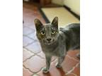 Adopt Marcasite (Marc) a Gray or Blue Korat / Mixed (medium coat) cat in