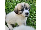 Adopt Darby a Great Pyrenees / Mixed dog in Crocker, MO (41458321)