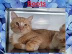 Adopt Boots a Domestic Shorthair / Mixed (short coat) cat in Crystal Lake