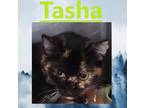 Adopt Tasha a Domestic Shorthair / Mixed (short coat) cat in Crystal Lake