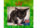 Adopt Lily a Domestic Shorthair / Mixed (short coat) cat in Crystal Lake