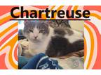 Adopt Chartreuse a Domestic Shorthair / Mixed (short coat) cat in Crystal Lake