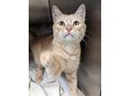Adopt Chevy a Tan or Fawn Domestic Shorthair / Domestic Shorthair / Mixed cat in