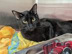 Adopt Bunty a All Black Domestic Mediumhair / Domestic Shorthair / Mixed cat in
