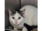 Adopt Greed a White Domestic Shorthair / Domestic Shorthair / Mixed cat in