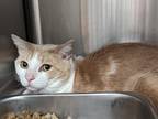 Adopt Mochi a Tan or Fawn Domestic Shorthair / Domestic Shorthair / Mixed cat in