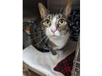 Adopt Thicken Nugget a Gray or Blue Domestic Shorthair / Domestic Shorthair /