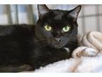 Adopt Star *Spirit Cat* a All Black Domestic Shorthair / Mixed cat in Bolton