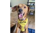 Adopt McBrien a Mixed Breed