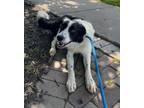 Adopt Click Clack a Border Collie, Mixed Breed