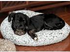 Adopt Roan a Black Labrador Retriever / Terrier (Unknown Type
