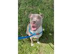 Adopt Barco Diaz a Pit Bull Terrier, Mixed Breed