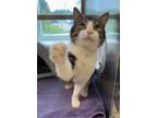 Adopt Nubbleson a Domestic Short Hair