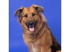 Adopt Knox a German Shepherd Dog