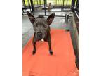 Adopt Lyla a Mixed Breed (Medium) / Mixed dog in Ocala, FL (41458351)