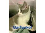 Adopt Garfunkel (Petsmart) a Domestic Shorthair / Mixed (short coat) cat in
