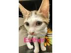 Adopt Esther (Petsmart) a Domestic Shorthair / Mixed (short coat) cat in Ocala