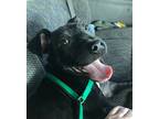 Adopt Boulder a Mixed Breed (Medium) / Mixed dog in Ocala, FL (41458343)